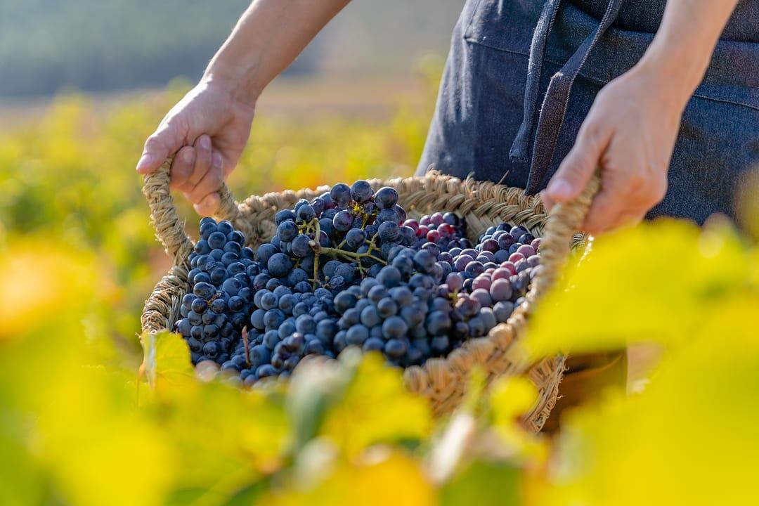 Harvest in the vineyards of Requena-Utiel, Valencia, Spain