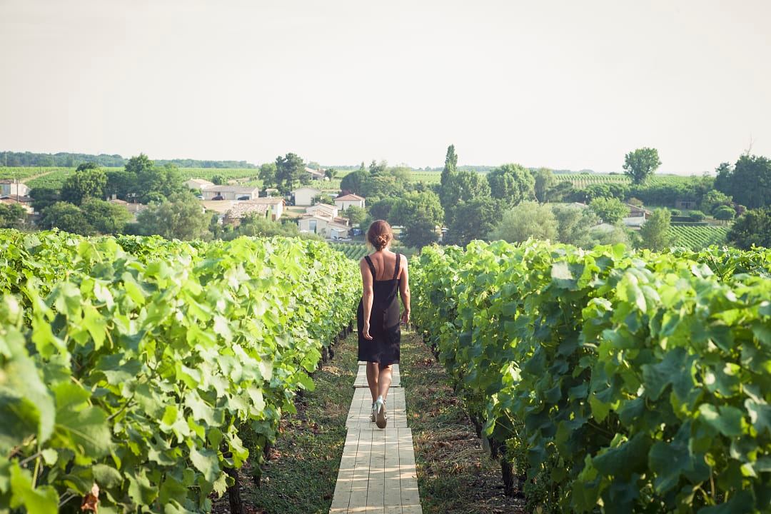 Vineyard in Bordeaux, France