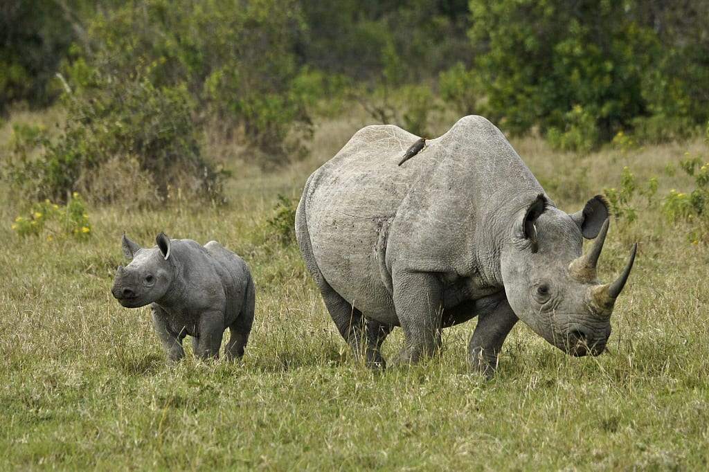 Female black rhino with calf in Ol Pejeta Conservancy, Kenya