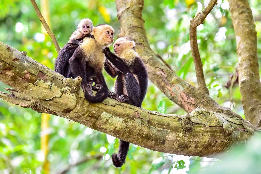 Family of capuchin monkeys in a tree