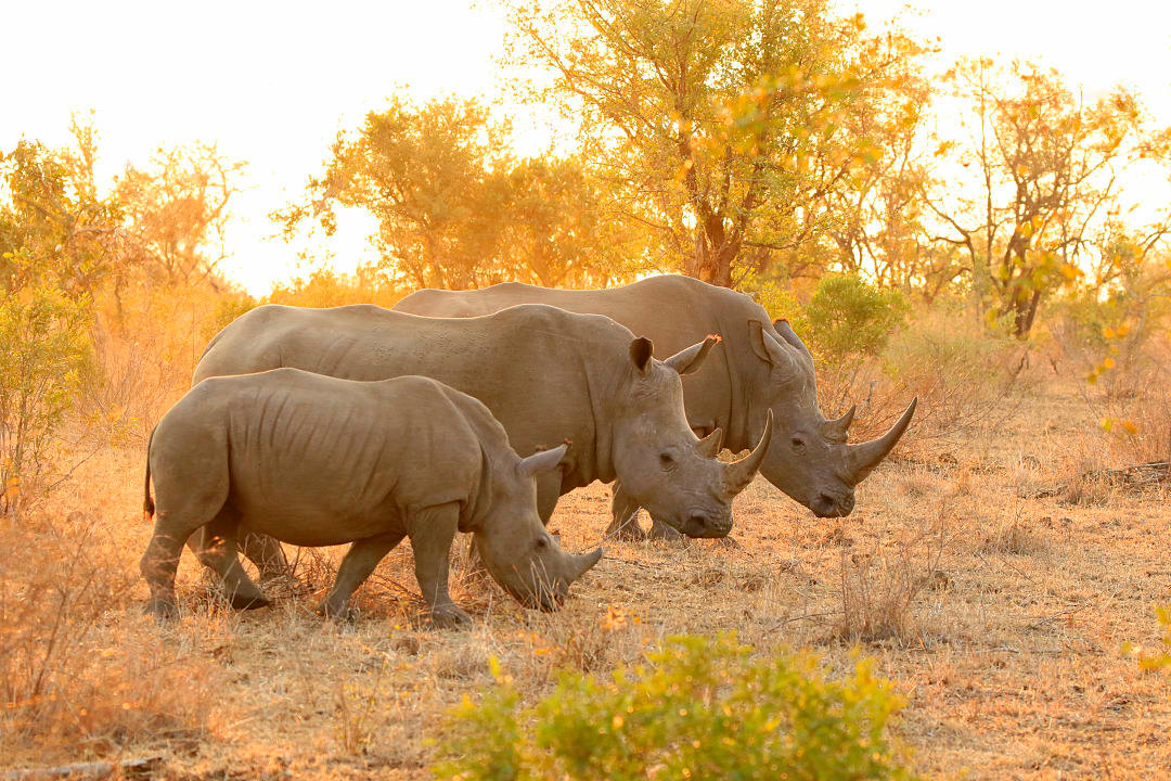 Kruger National Park, South Africa.