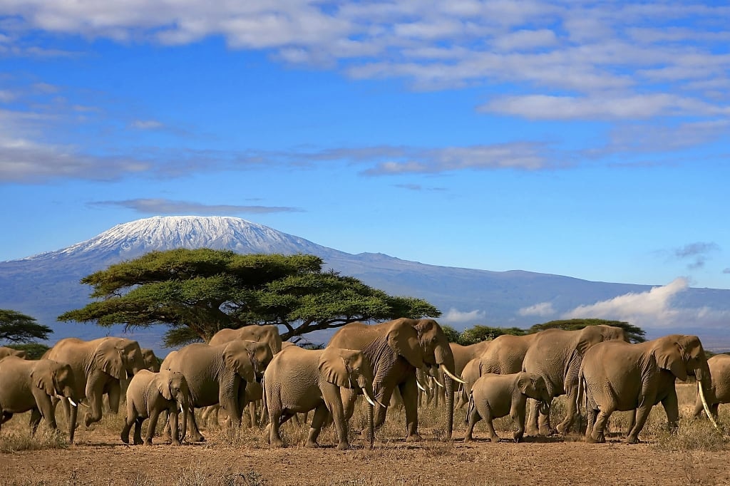 Herd of elephants with view of Mount Kilimanjaro in Amboseli National Park, Kenya