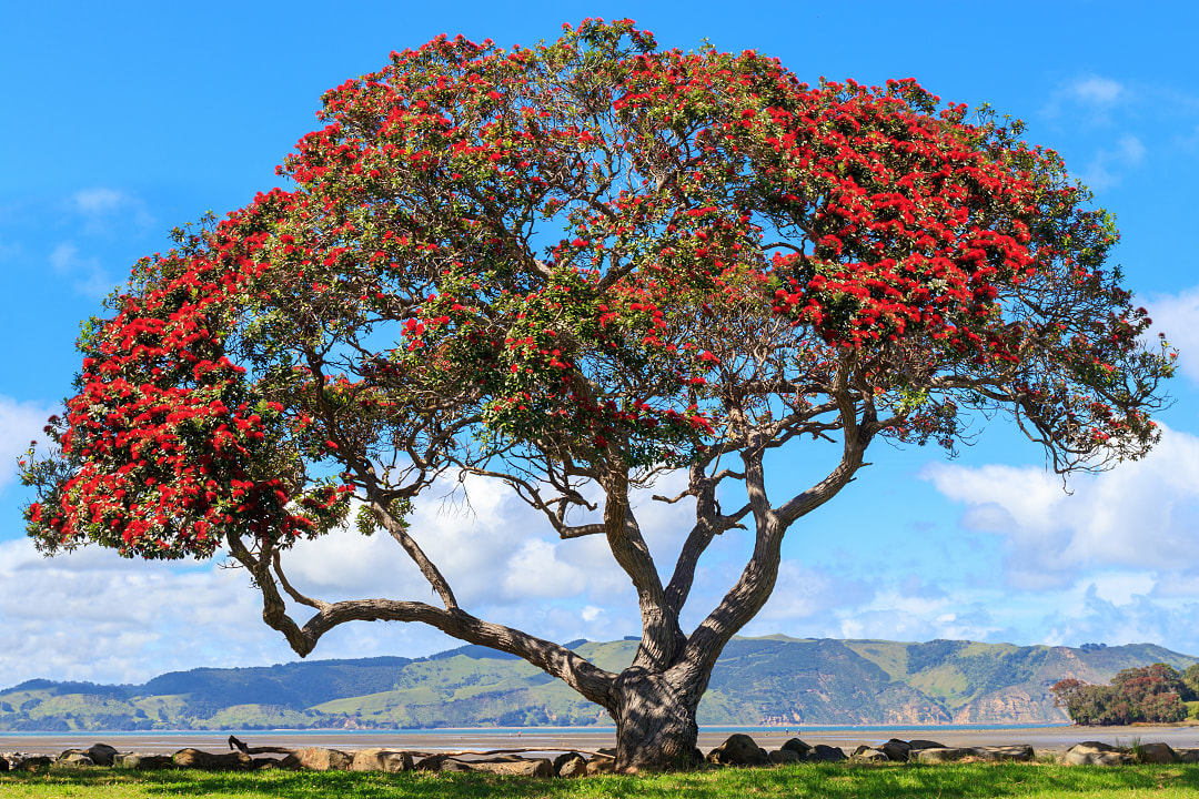 A pohutukawa tree, New Zealand