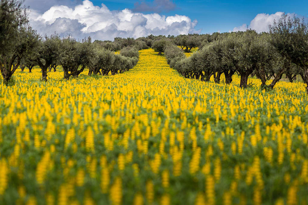 Olive trees surrounded by yellow lupine flowers in the Alentejo region of Portugal