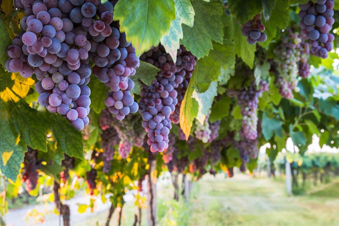 Merlot grapes bunches in Switzerland