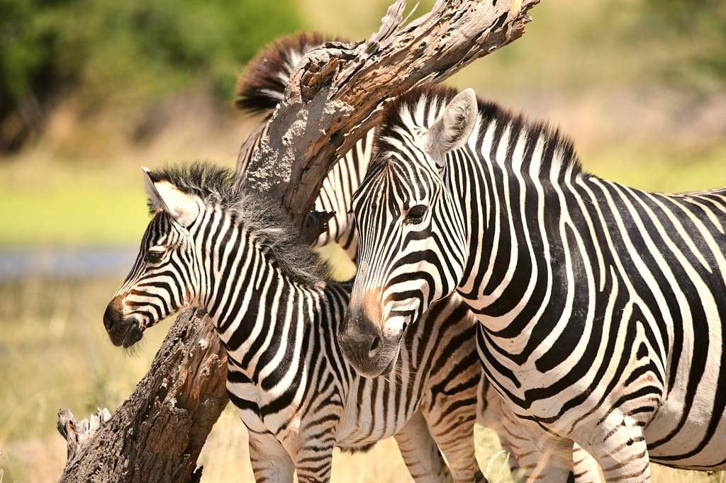 Young African zebras, Botswana.