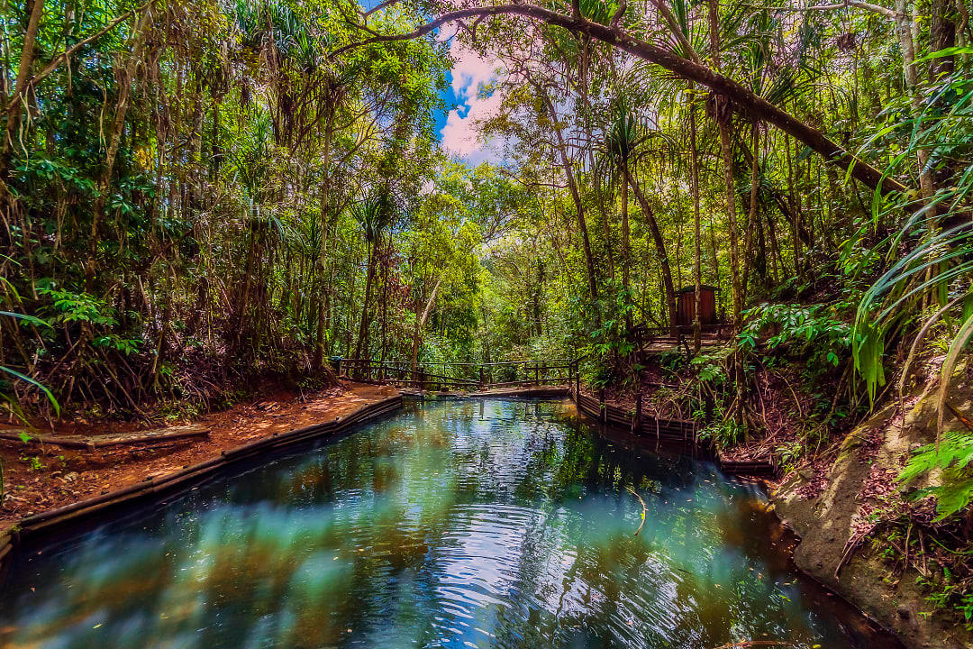Rainforest in Fiji.