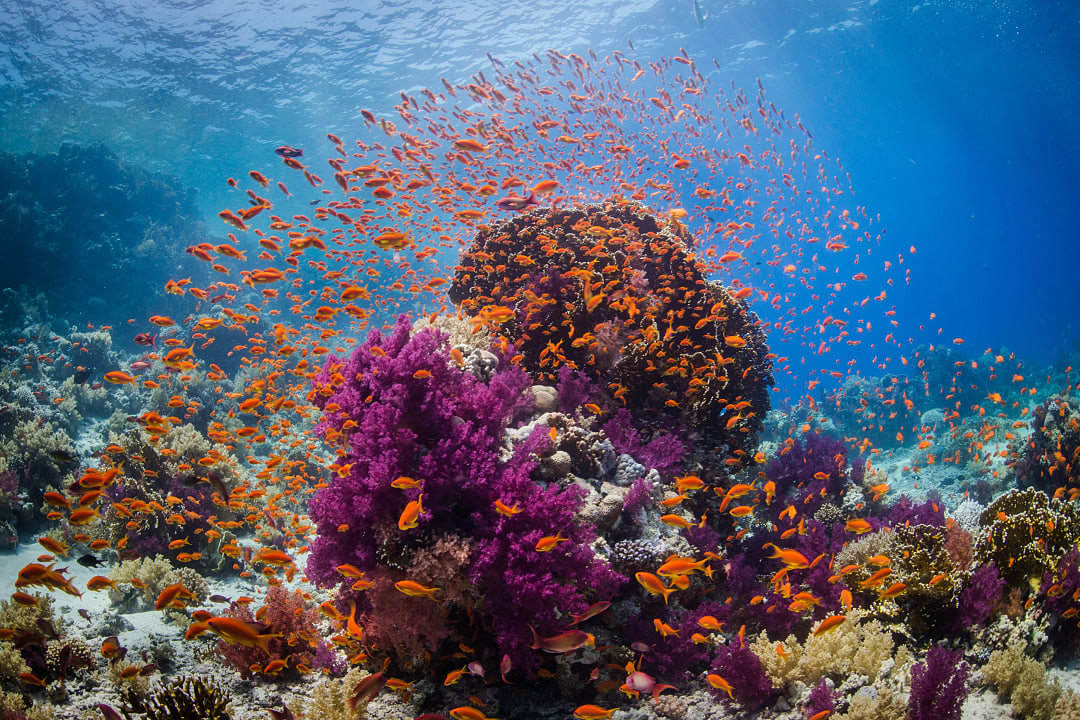 Coral reef in the Red Sea, Egypt