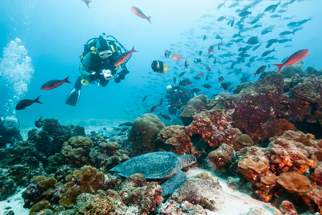 Scuba diving in the Galapagos