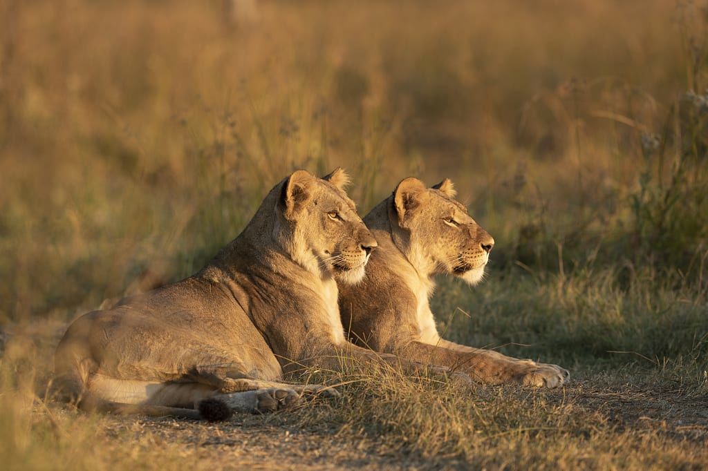 Lions, Okavango Delta, Botswana.