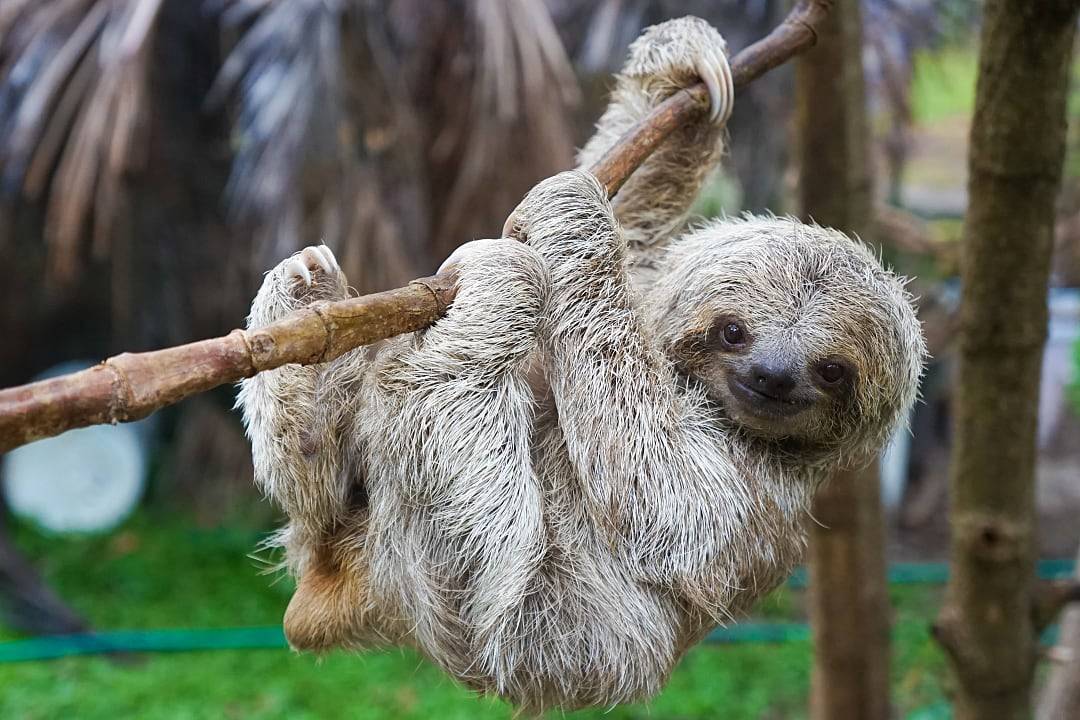 Baby sloth in Monteverde, Costa Rica