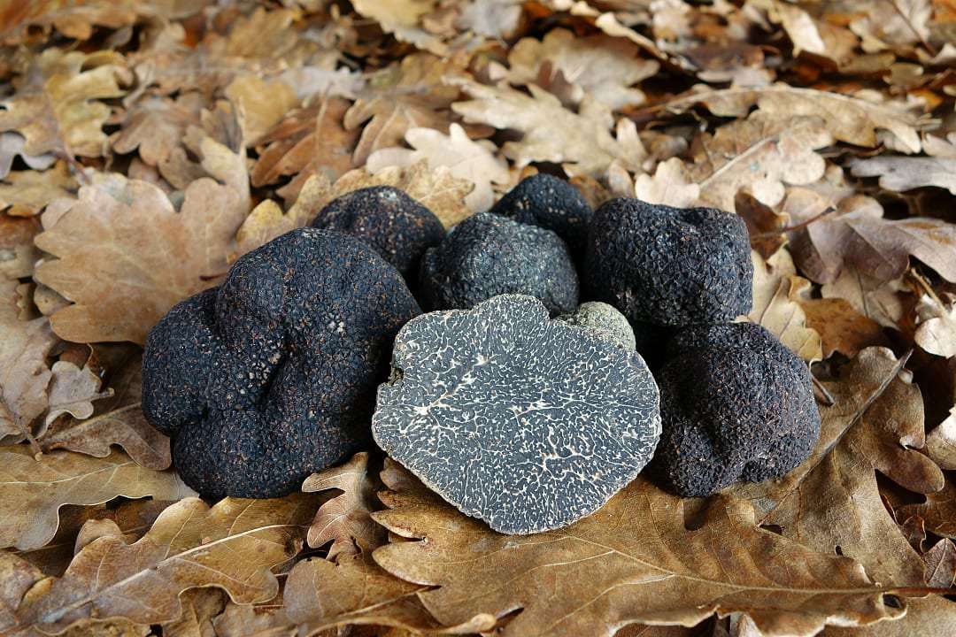 Black truffles picked in Australia.