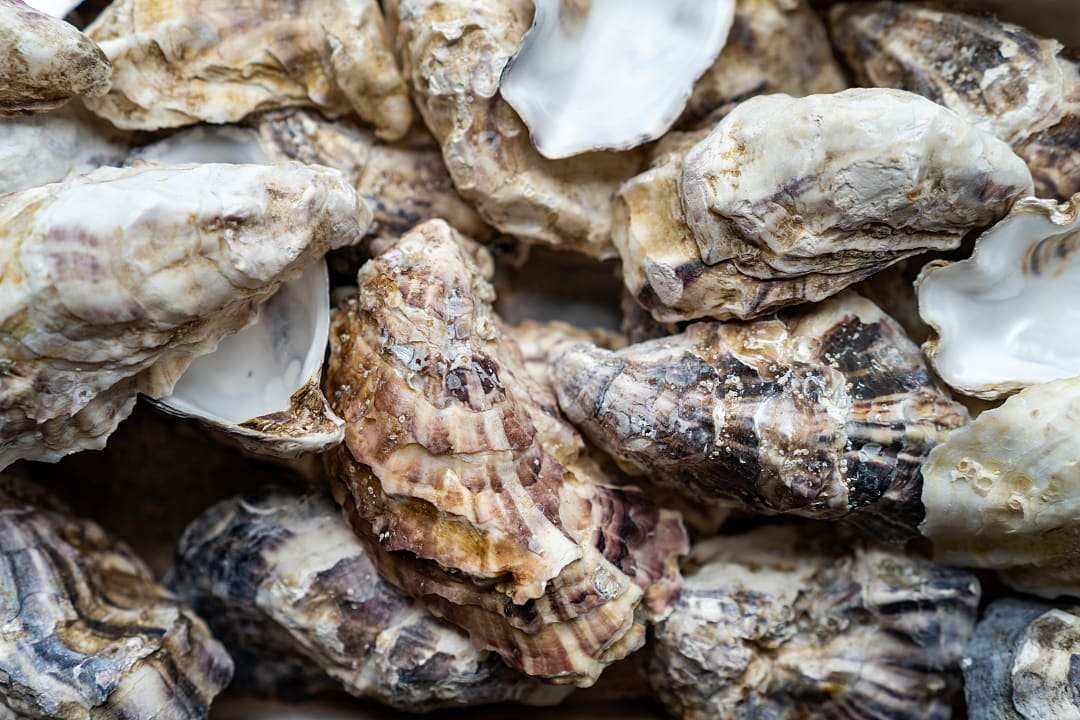 Pacific oysters.