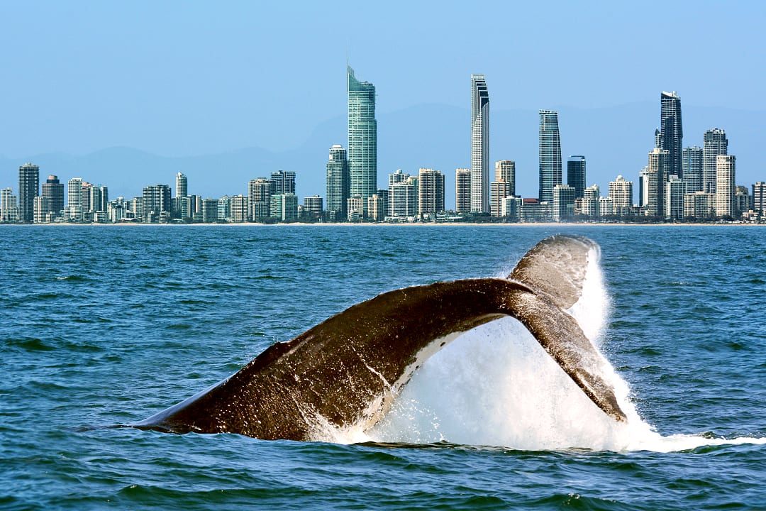 Whale jumping at the Gold Coast in Australia