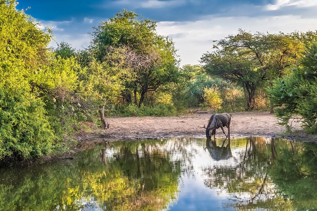 Serove Kham Rhino Sanctuary.