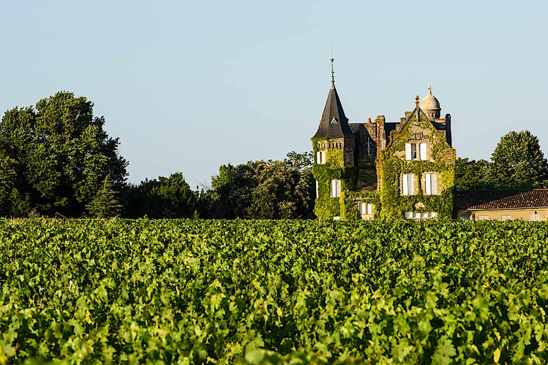 Vineyards in Bordeaux, France