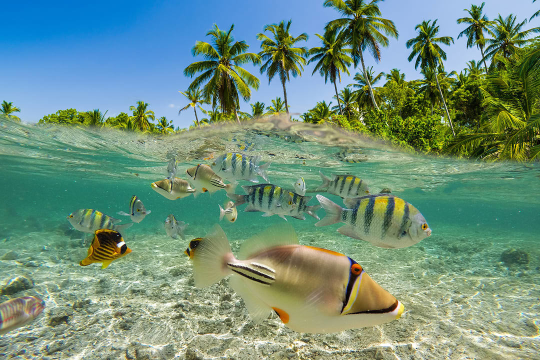 Coral reef in Fiji.