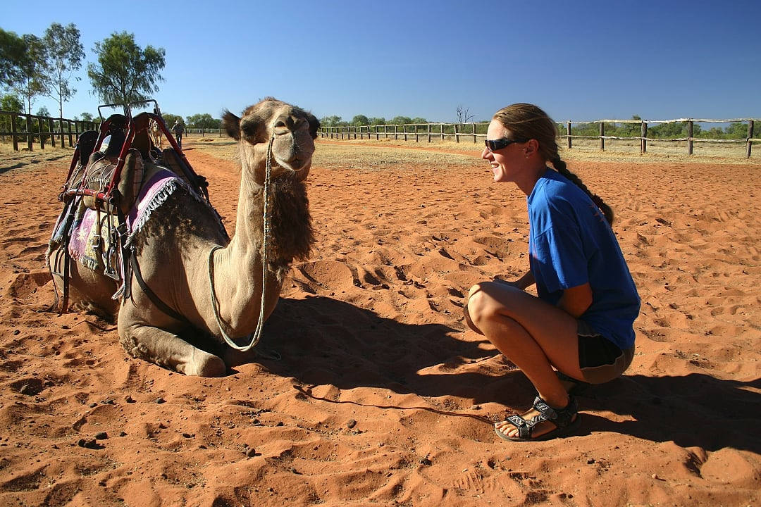 Camel.