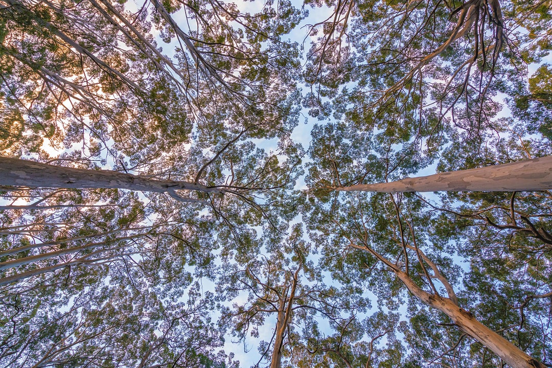 Karri forest.