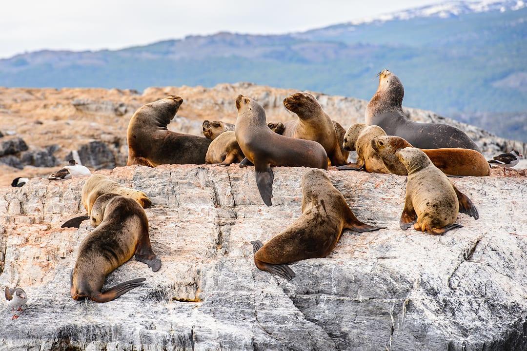 Sea lions on the Beagle Channel, Argentina. 
