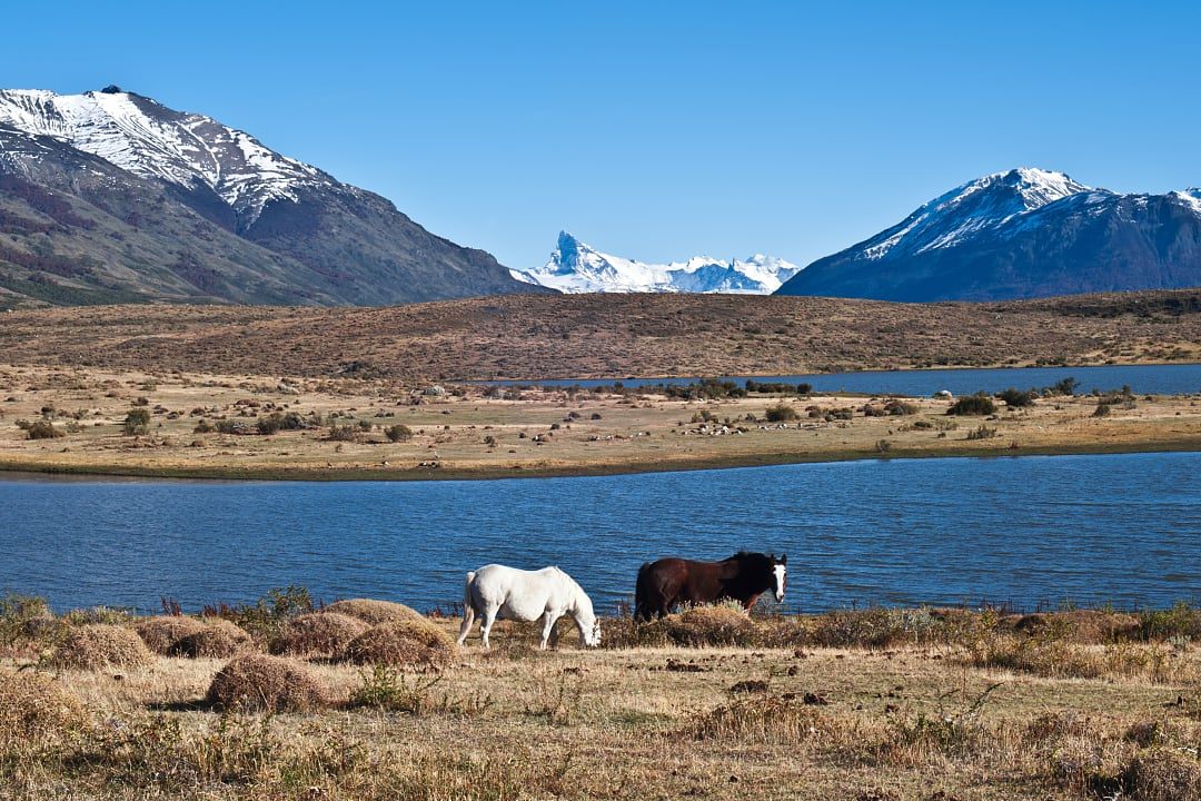 Horse with mountains in the background in El Calafate, Argentina