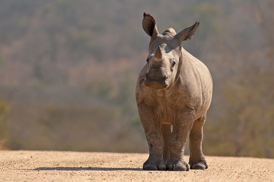 A White Rhinoceros calf spotted during the dry season.