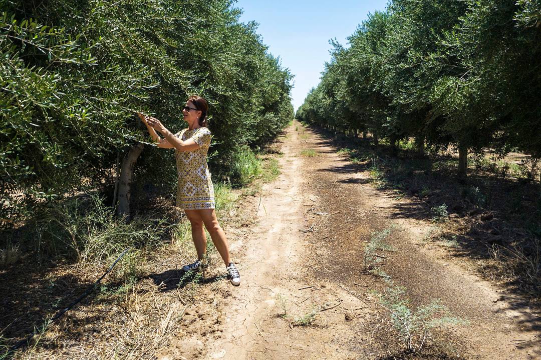 Olive groves in Mendoza, Argentina.