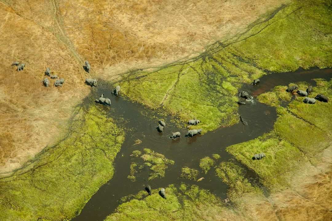 Elephants roam through the lush wetlands of the Okavango Delta.