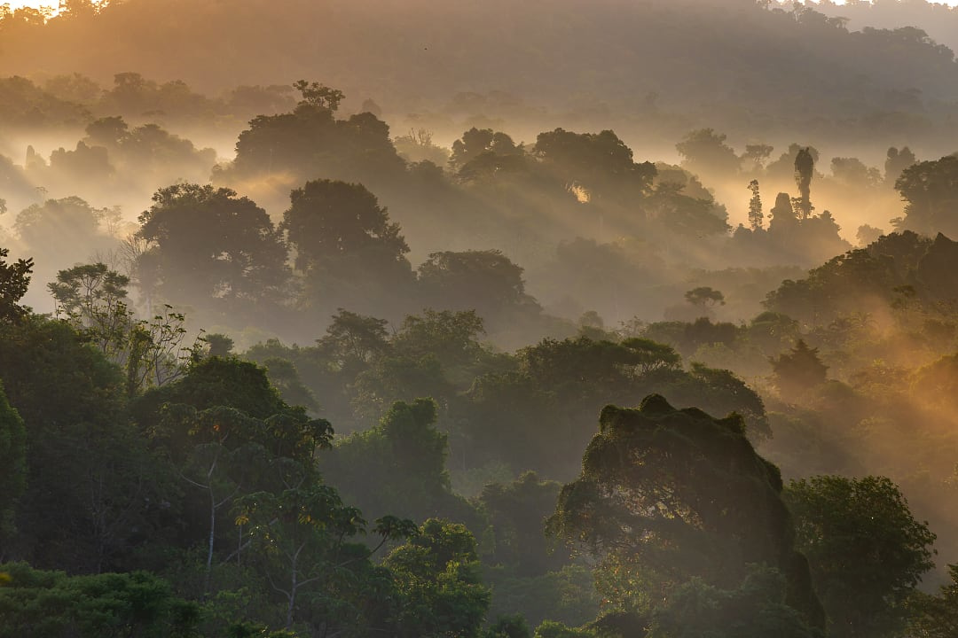 Misty, foggy sunrise in the rainforest of Osa Peninsula, Costa Rica