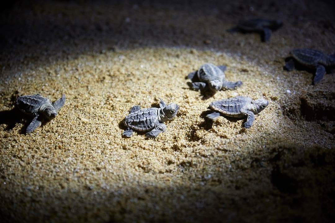 Newly hatched turtles at night in the sand, making their way to the sea