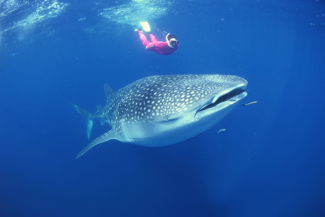 Diver swimming with a Whale Shark in Australia.