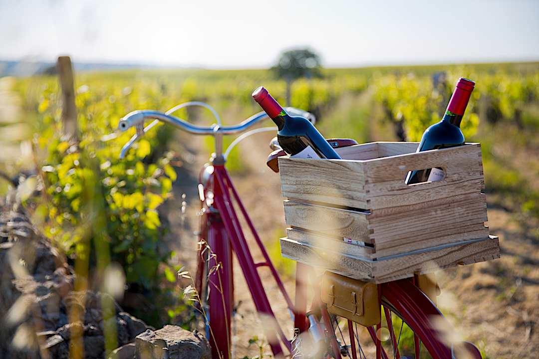 French wine and vineyards