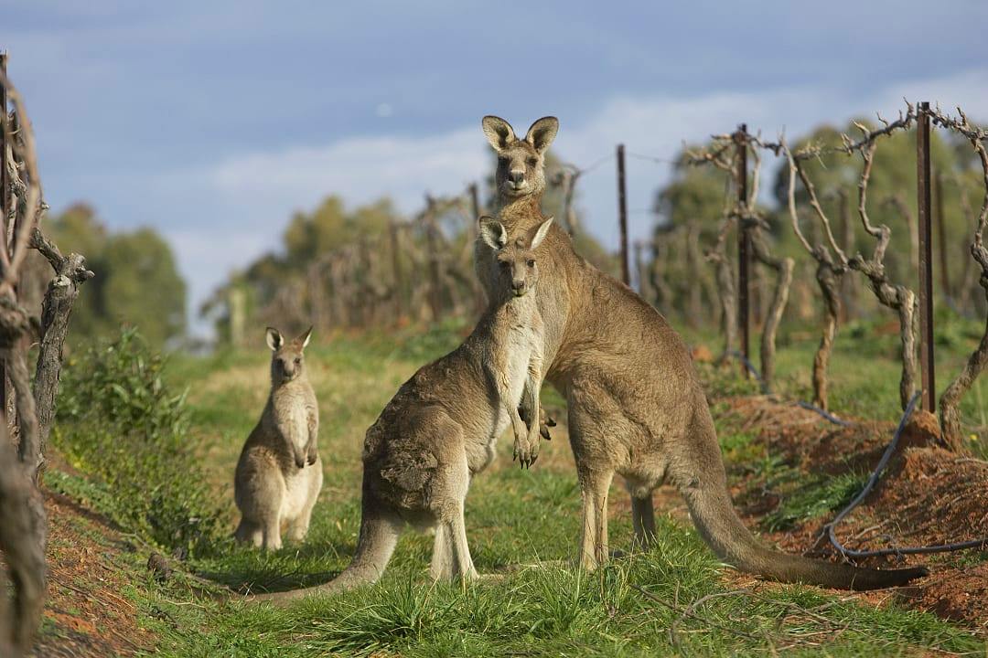 Kangaroos on a wine farm.