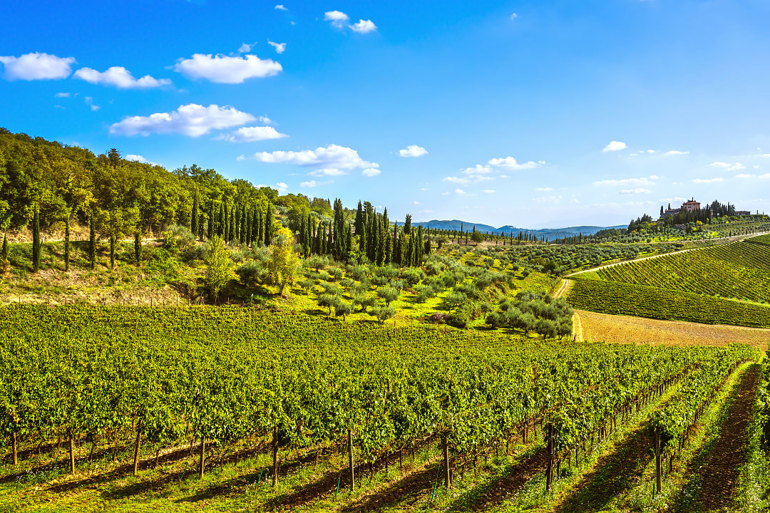 Vineyards in Chianti, Tuscany, Italy