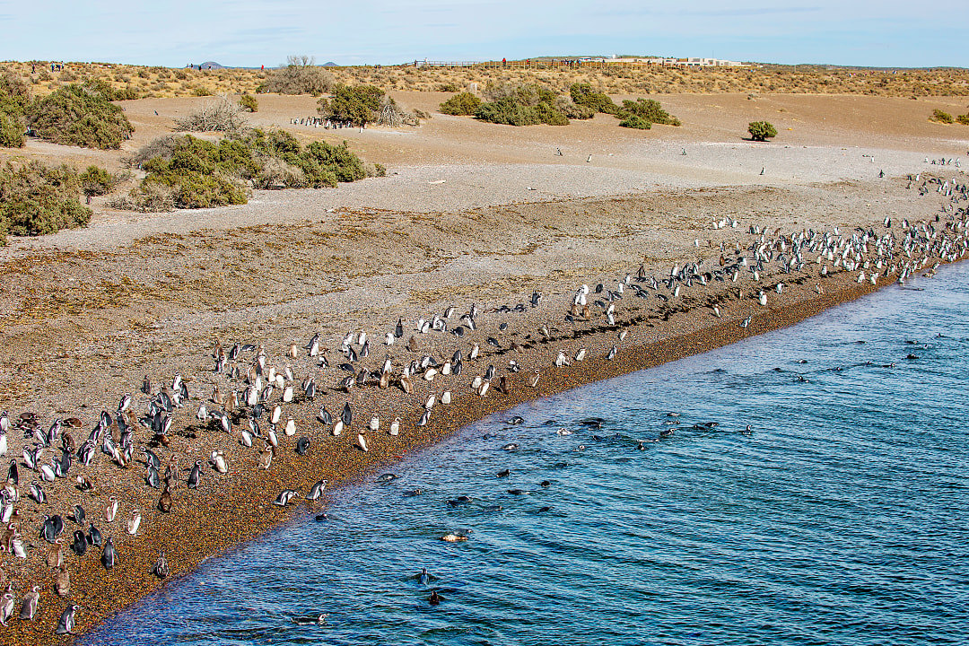 Magellanic penguins on the pebble beach in Punta Tombo, Argentina
