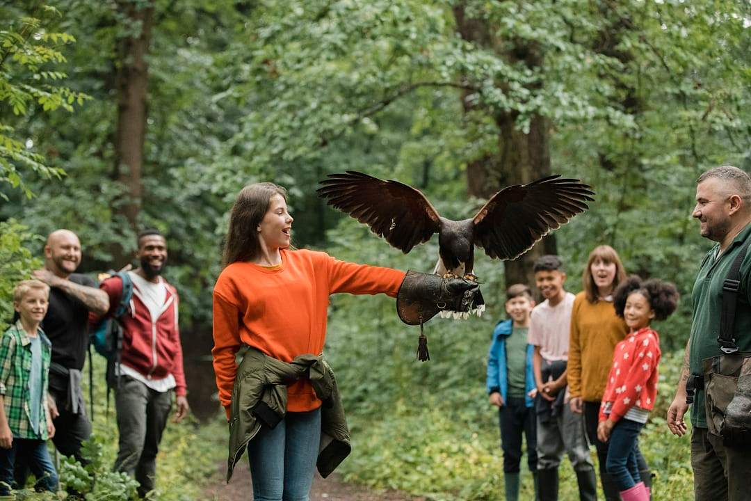 Private falconry lessons in Ireland.