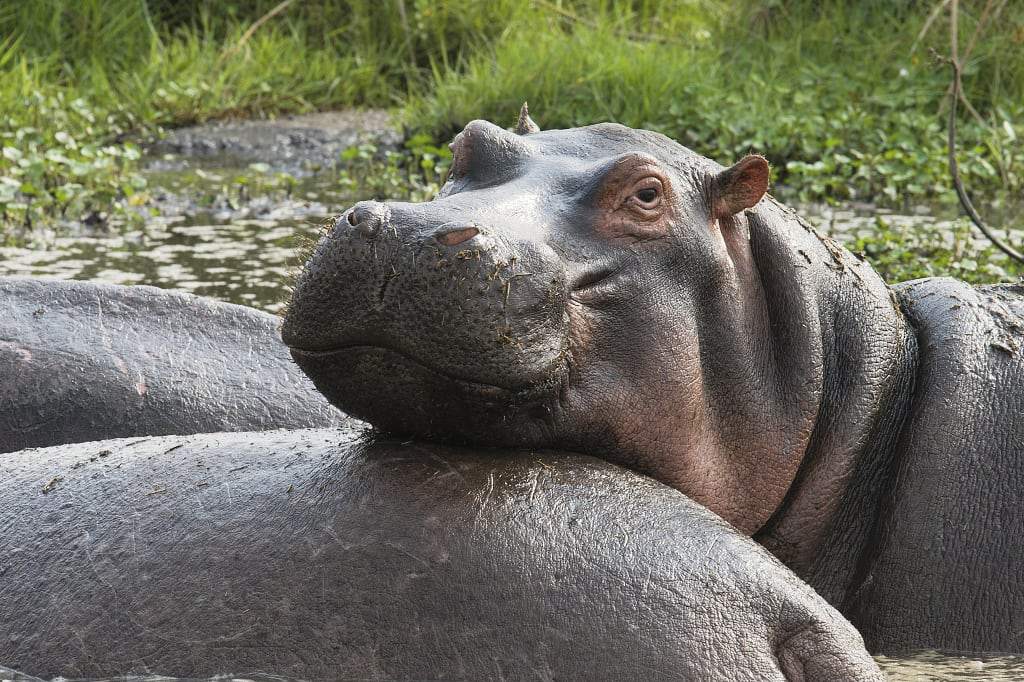 Hippo resting his head on another hippo at Lake Manyara, Tanzania