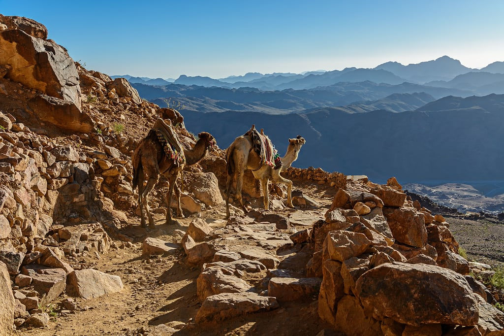 Camels on Mount Sinai trail in Egypt