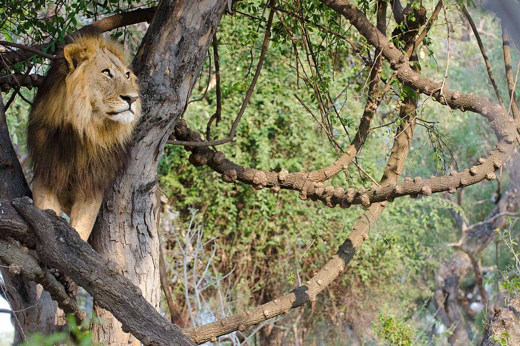Lion in tree, Savuti National Park, Botswana