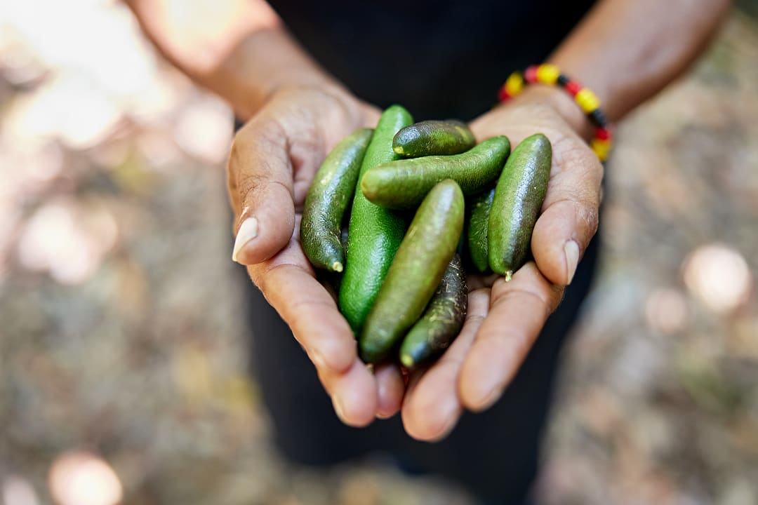 A person holding a handful of freshly harvested green finger limes in their cupped hands.