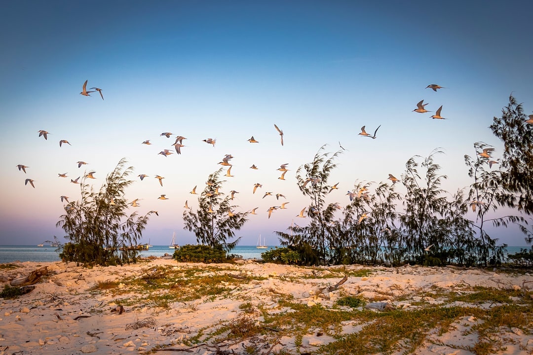 Flock of birds in flight on Lady Musgrave Island, Australia