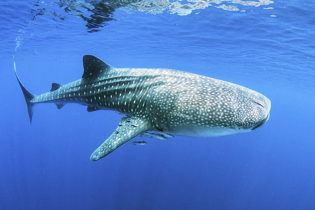 Whale shark in Cenderawasih Bay