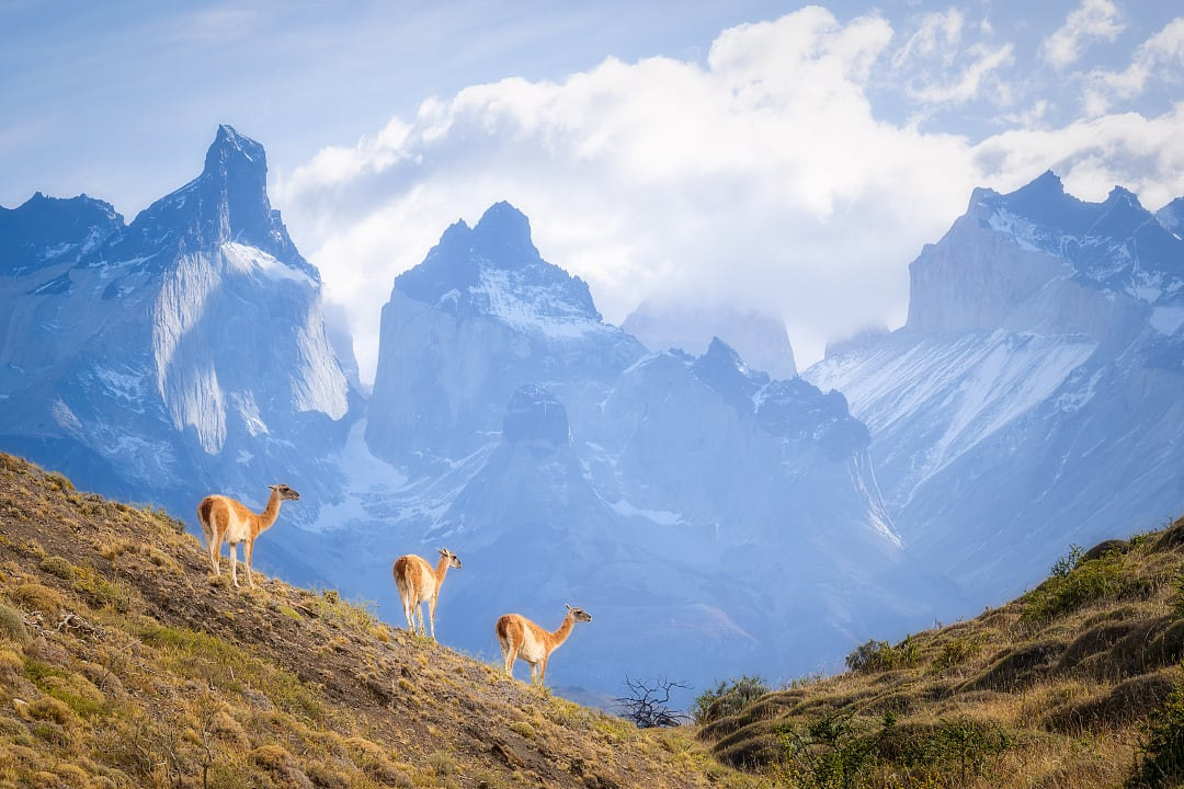 Three guanacos grazing on a hillside with the dramatic peaks of Torres del Paine in Patagonia behind them