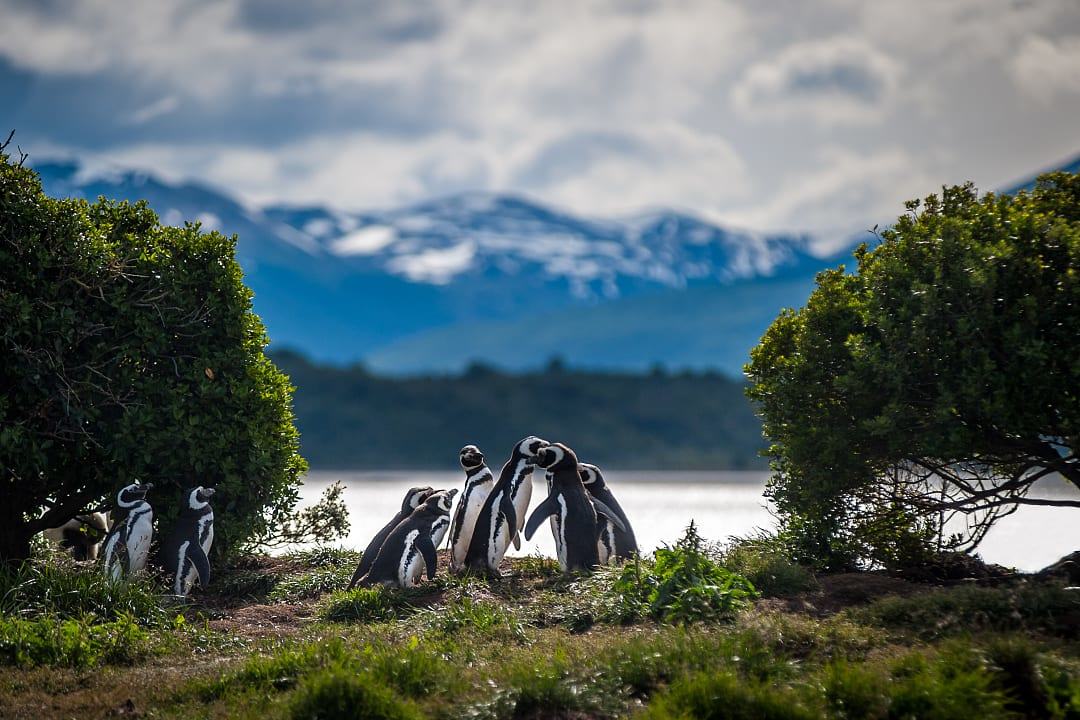 Penguins at Estancia Harberton on the Beagle Channel, Argentina.