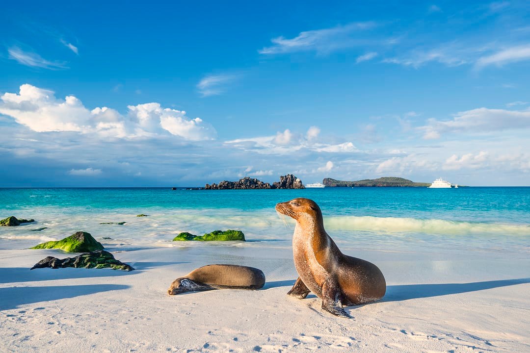 Sea lions on the beach in Espanola Island in the Galapagos