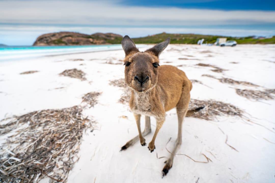 A kangaroo standing on a white sandy beach with turquoise water in the background at Lucky Bay.