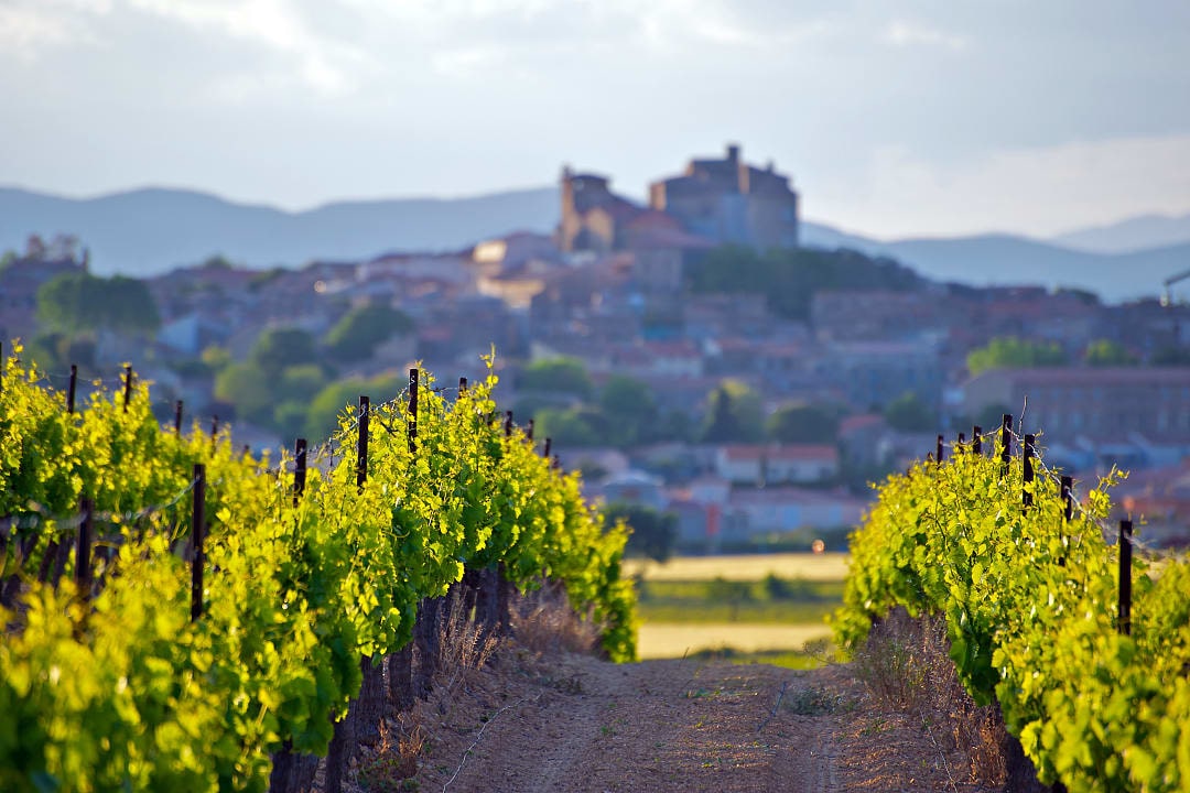 Vineyard in the The Chateau of Puissalicon in Languedoc-Roussillon, France