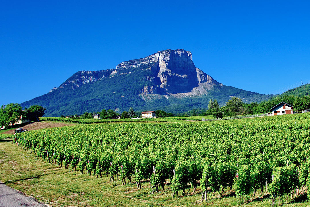 Vineyard in Savoie, France