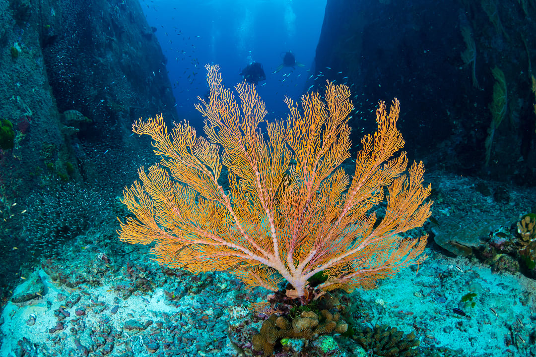 Coral reef in the Similan Islands, Thailand