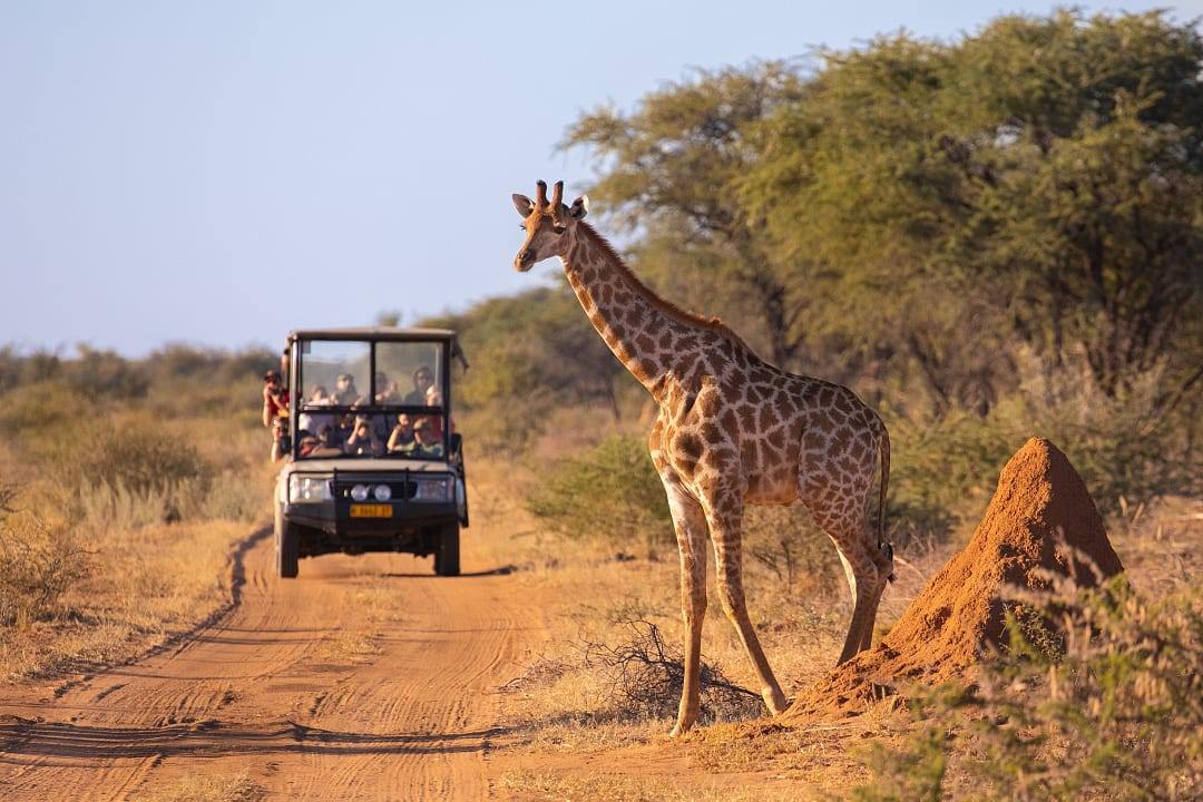 African safari in Masai Mara National Park in Kenya